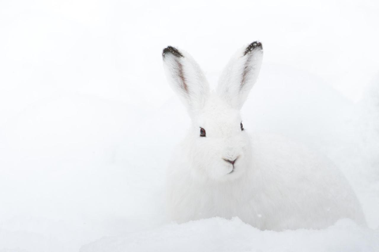 Chalet ?Snow Bunny? Stadl an der Mur Exteriér fotografie